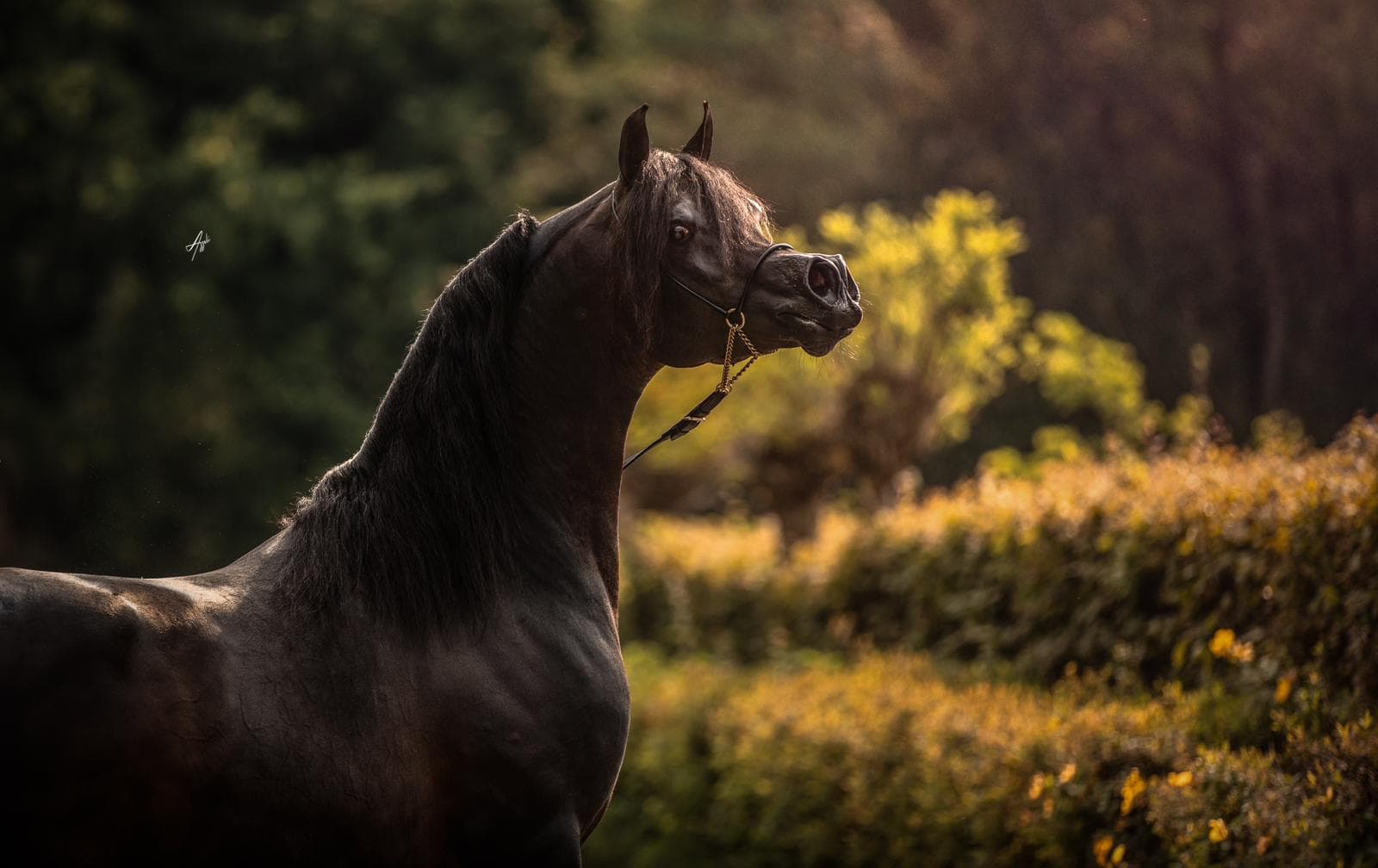 Farid Al Hawajer - Arabian Stallion Portrait