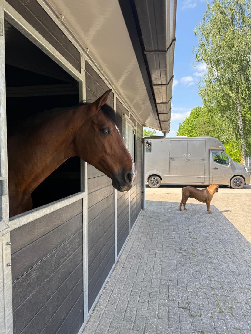 Zoom Z - Premium Show Jumping Horse