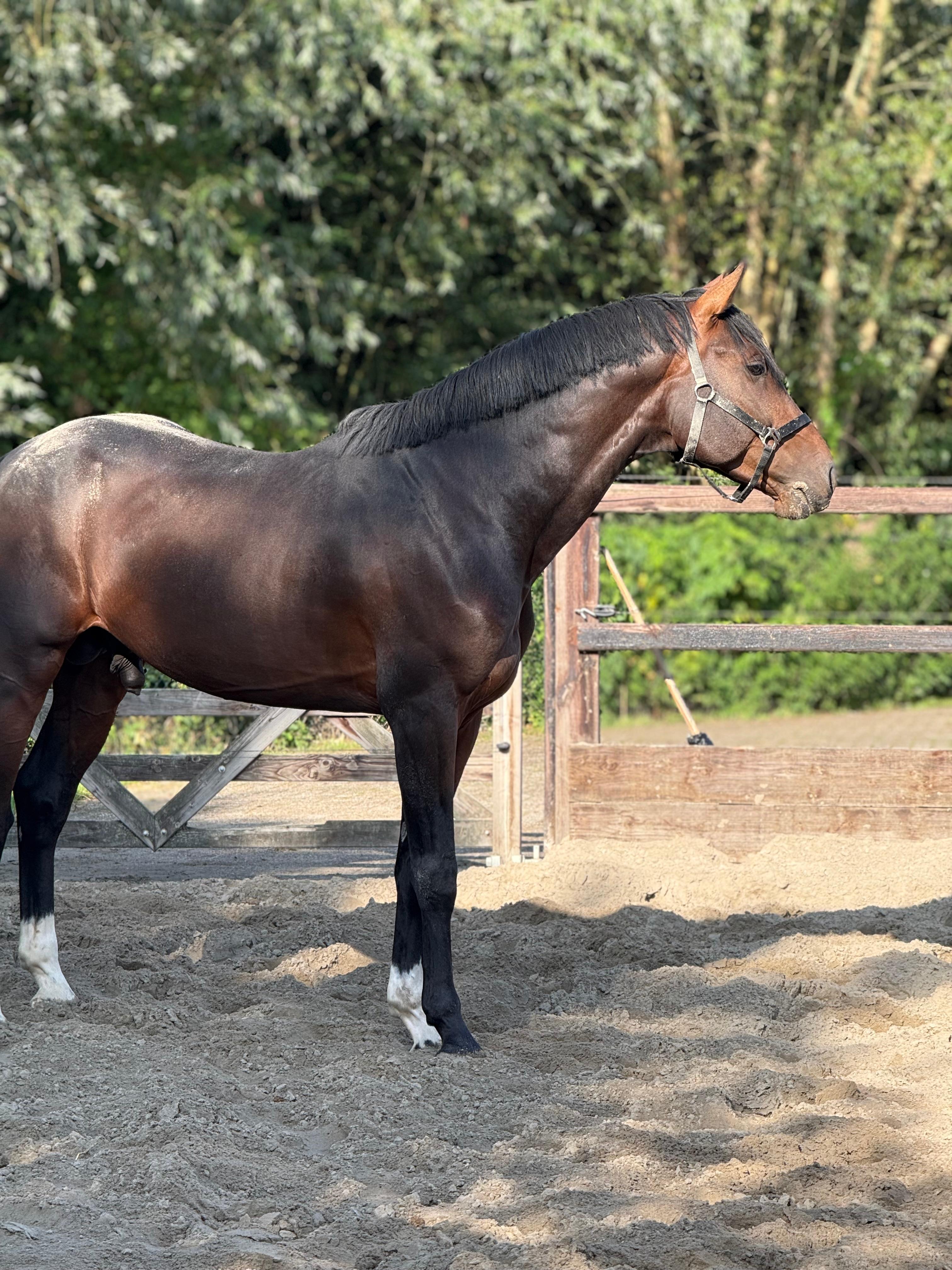 Energy MXL Z - Zangersheide Stallion, 2020